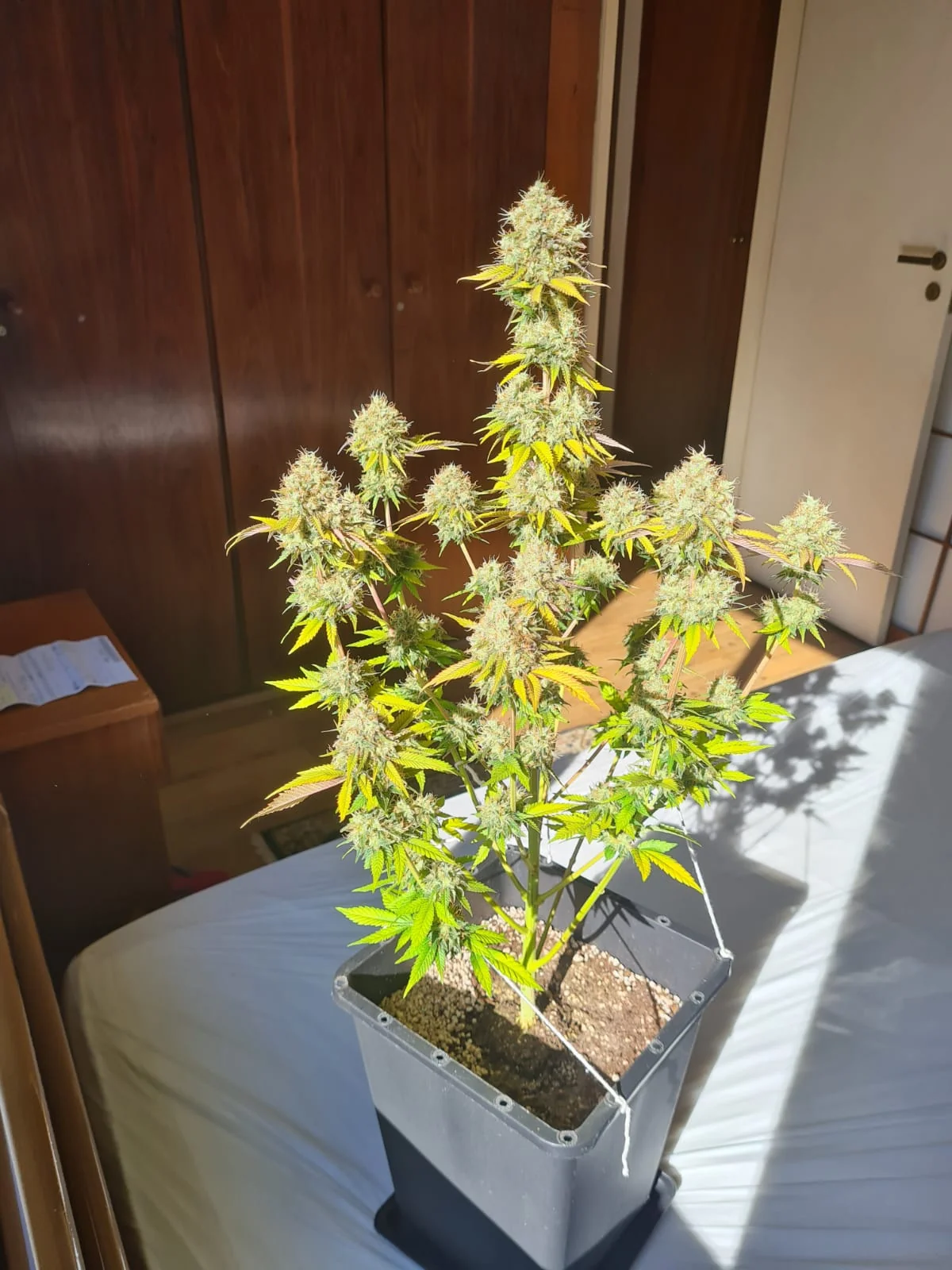 Special Flush Cbg