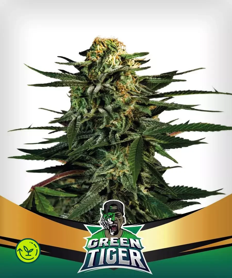 Green Tiger Faster