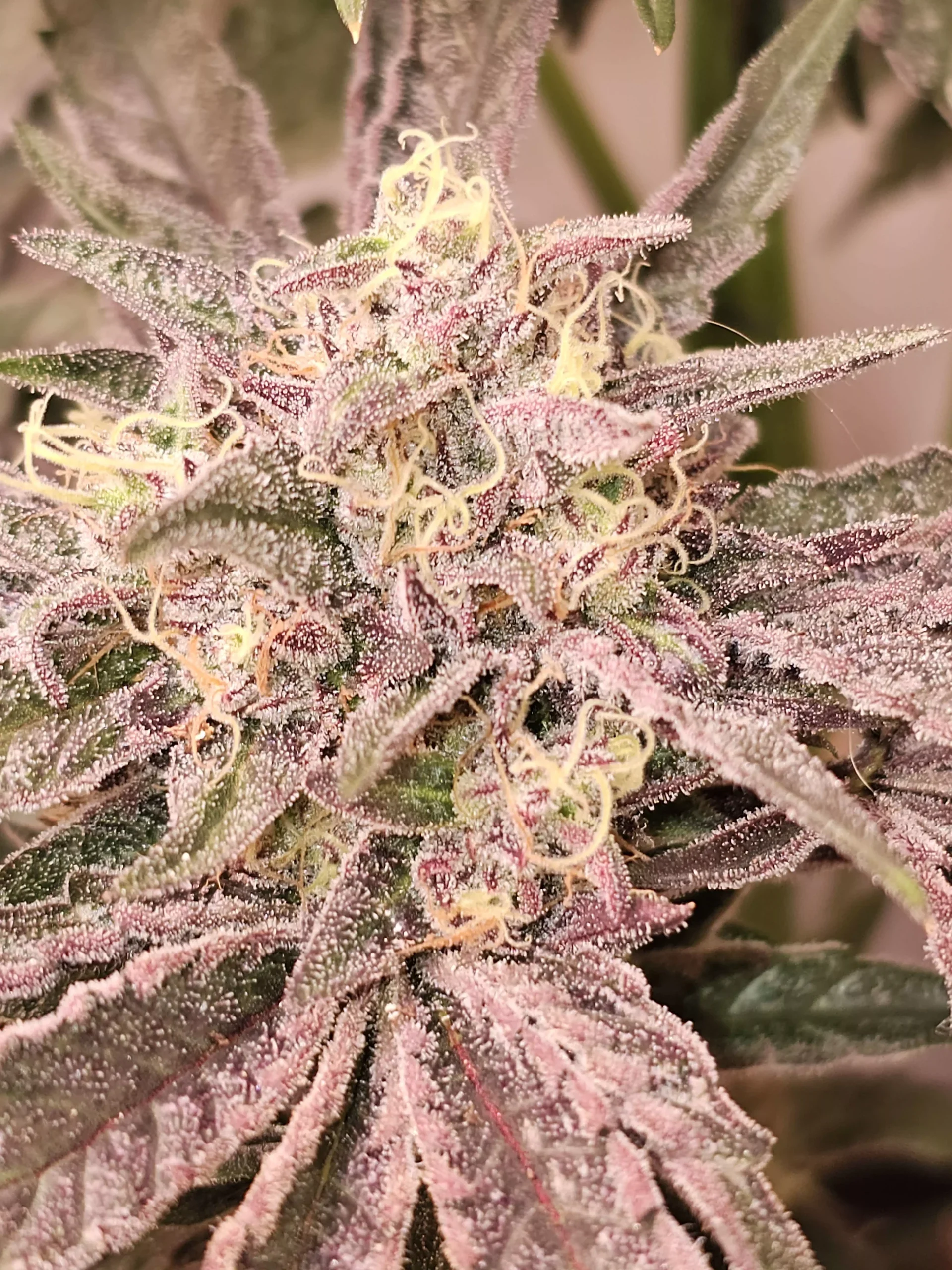 Pink Sherb 4