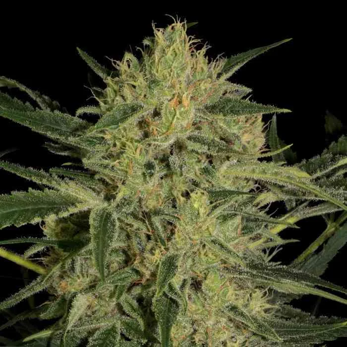 Nebula Ii Cbd 2