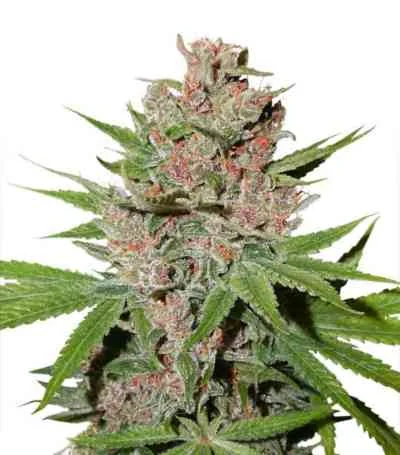 Passion Fruit