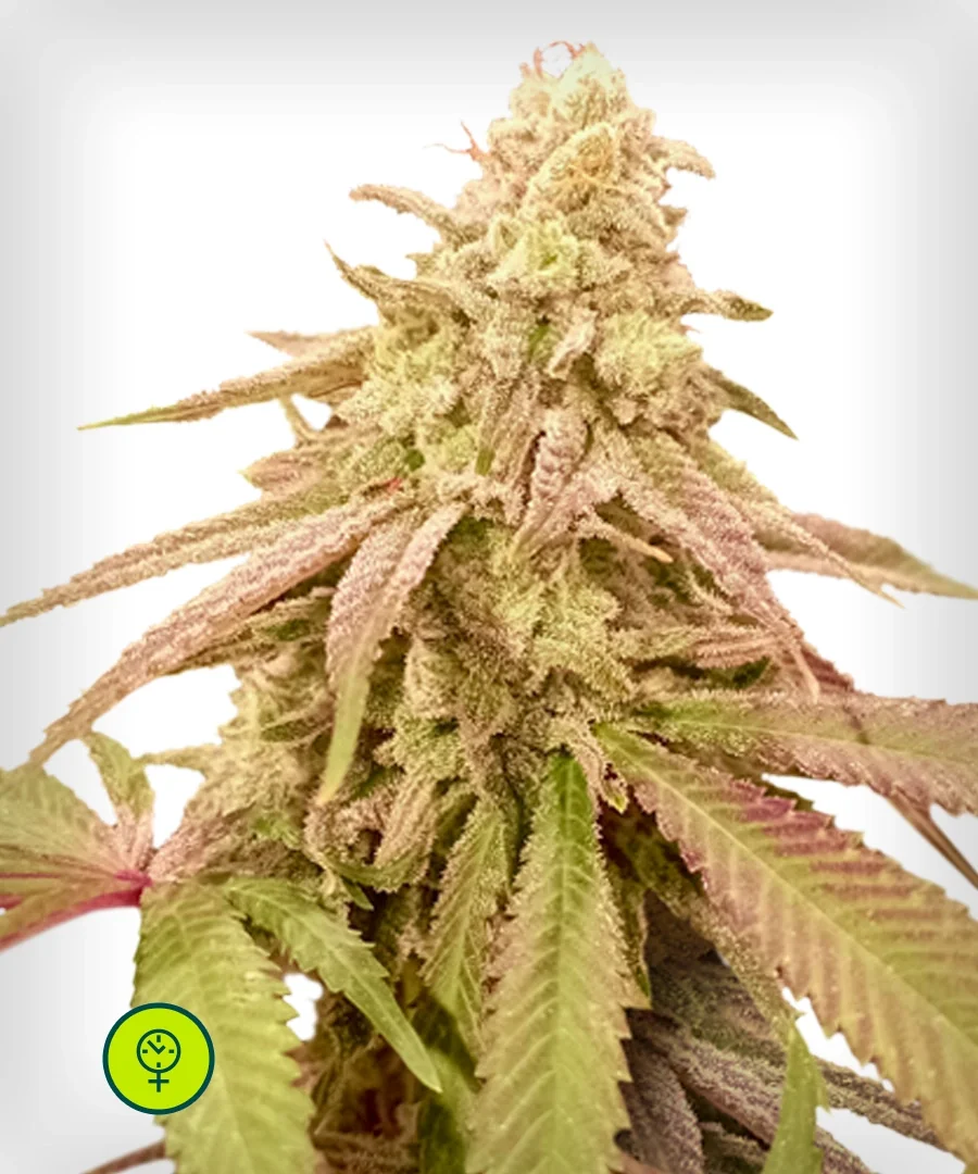 Purple Punch Og
