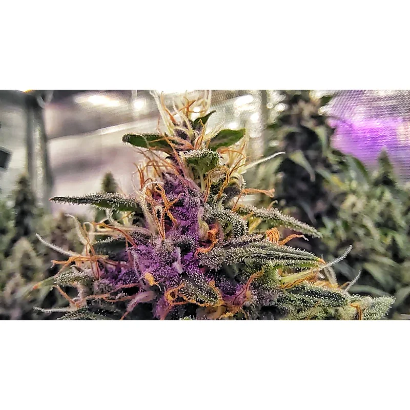 Frosty Friday 3