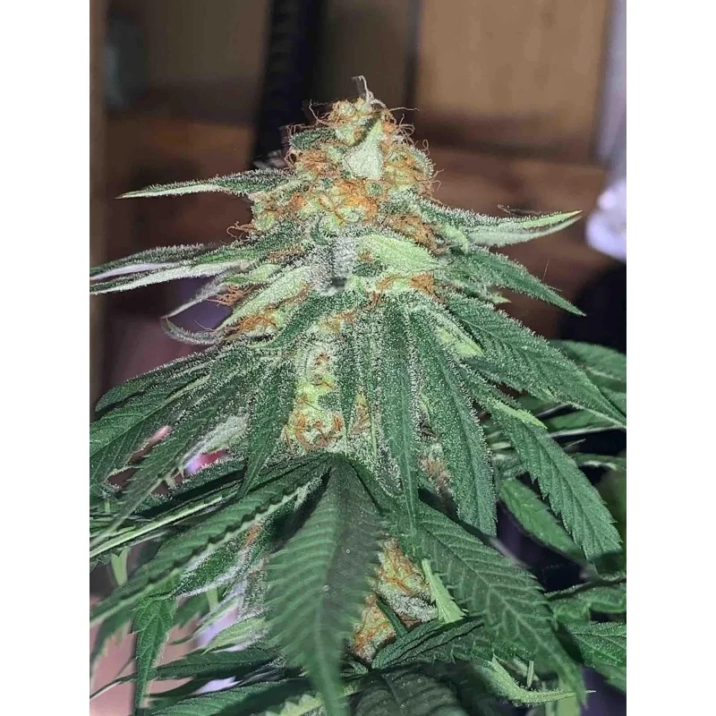 Green Papaya 4