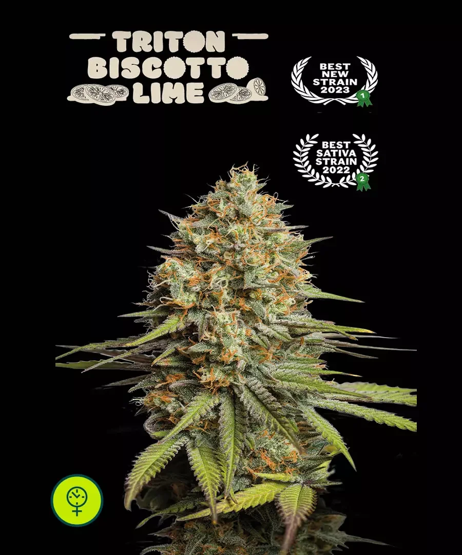 Triton Biscotto Lime
