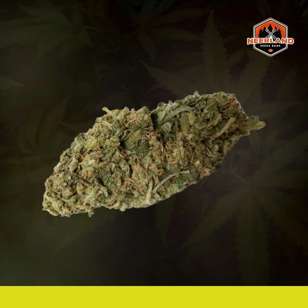 Eddy Super Bud 5