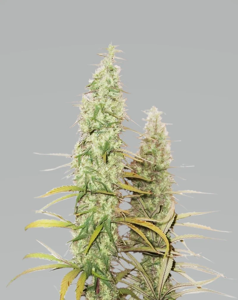 Santa Marta Haze 2