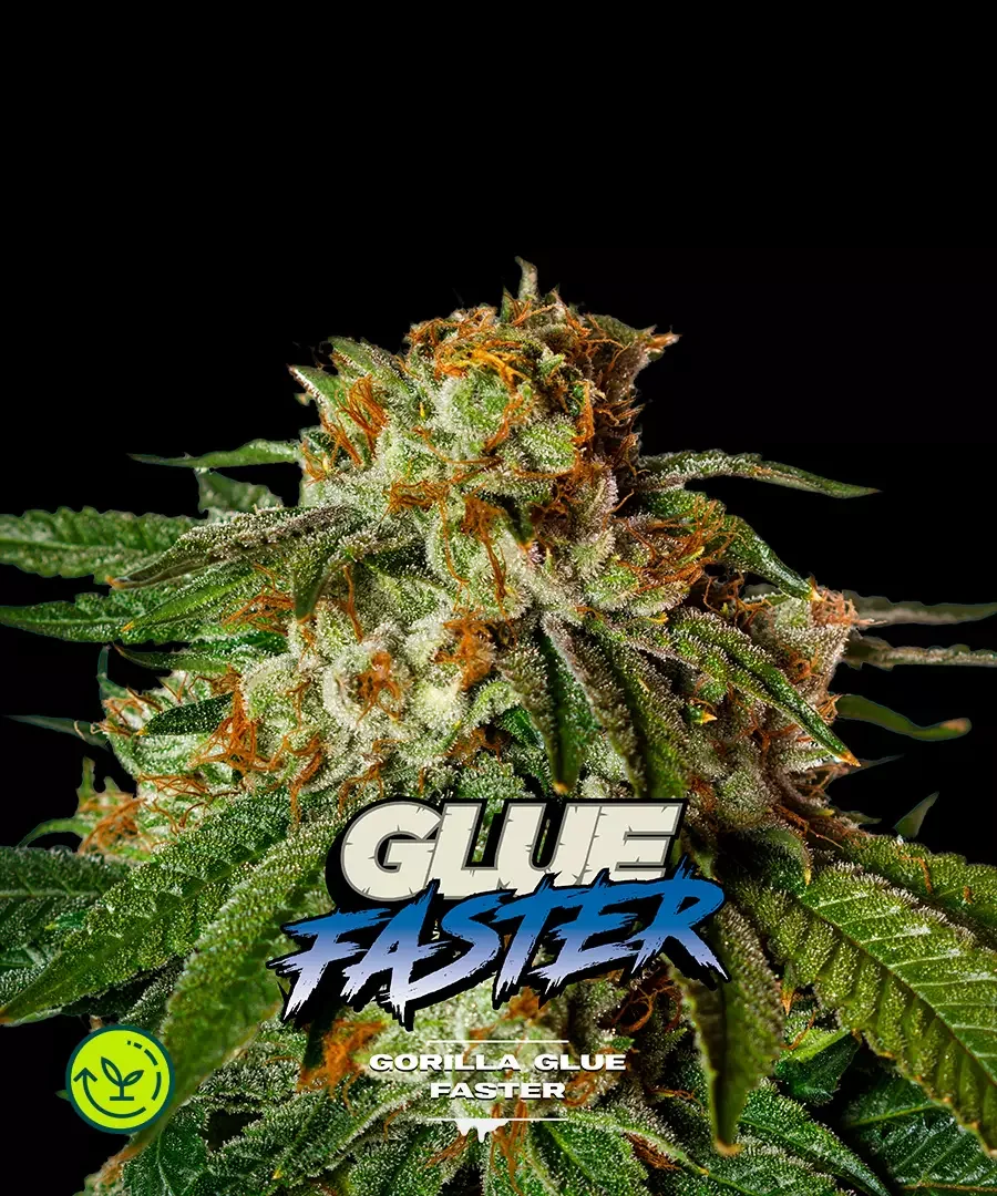 Gorilla Glue