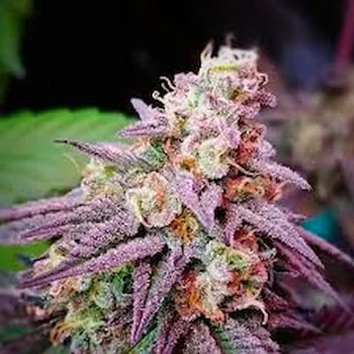 Pink Runtz 2