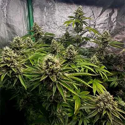 Tropic Ozz 2