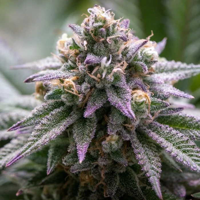 Ultra Violet Cbd 2