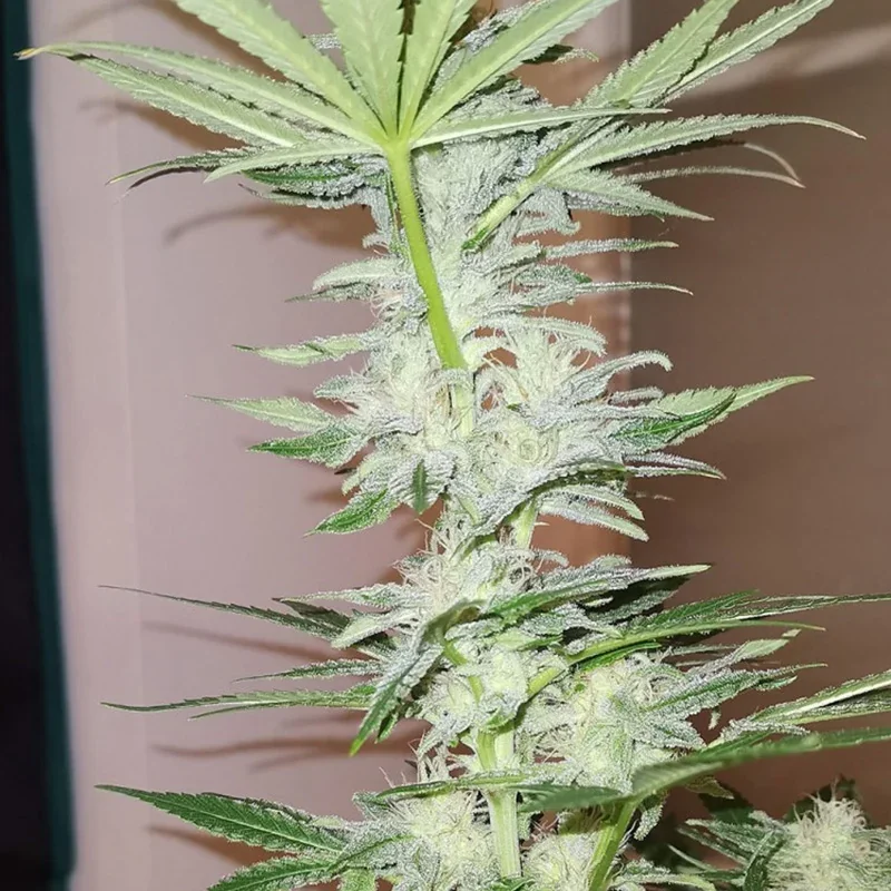 Kosher Haze 4