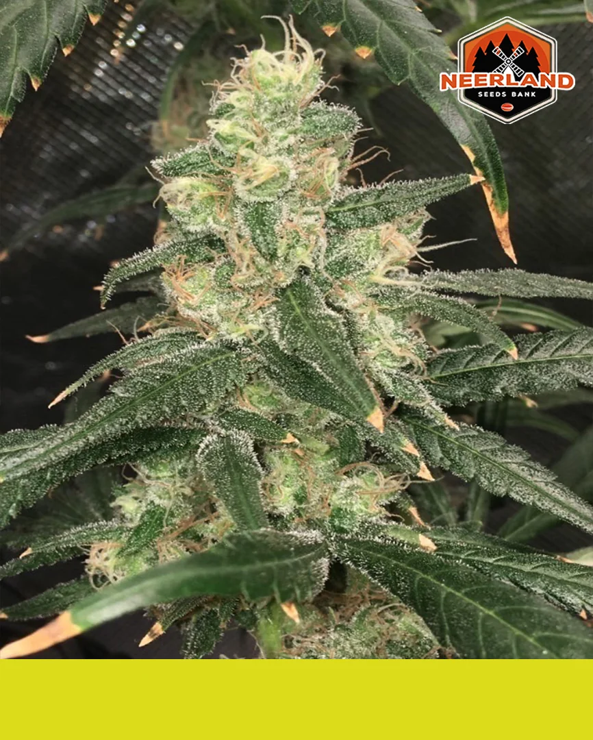 G13 3