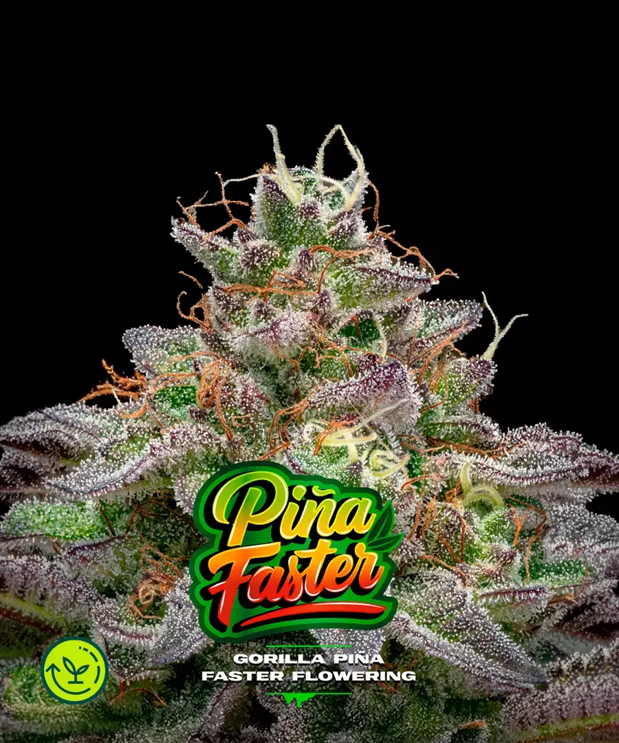 Gorilla Pina