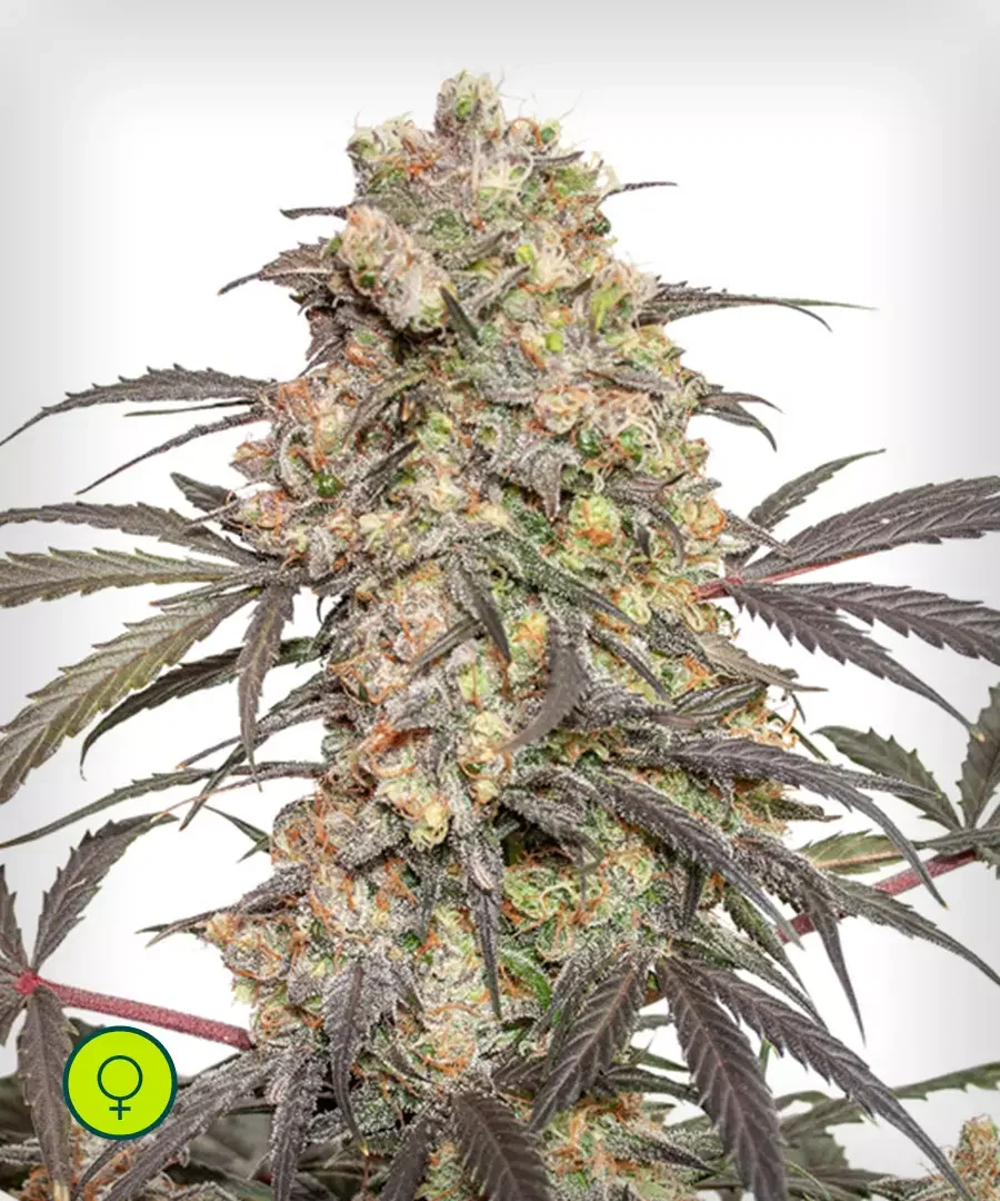 Passion Fruit