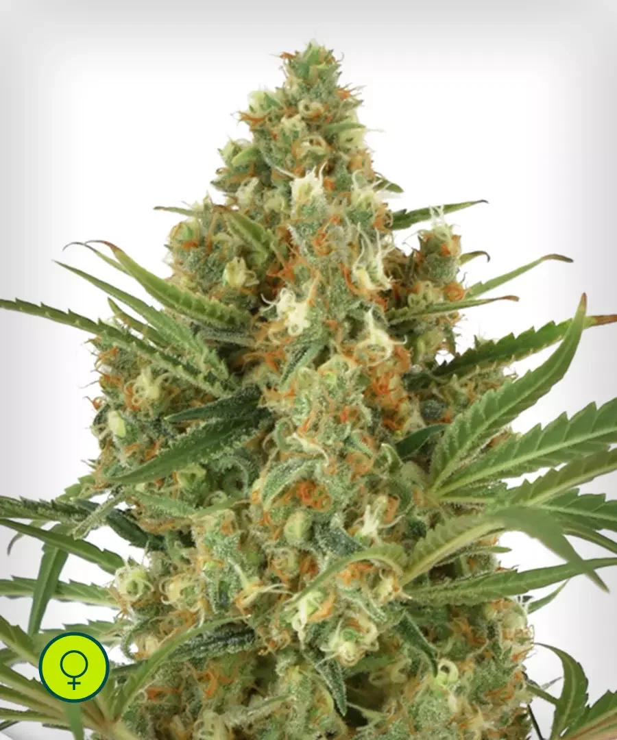 Snow Bud