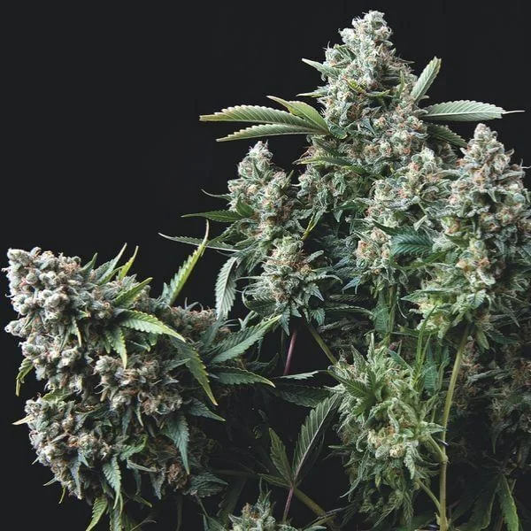 Gelato