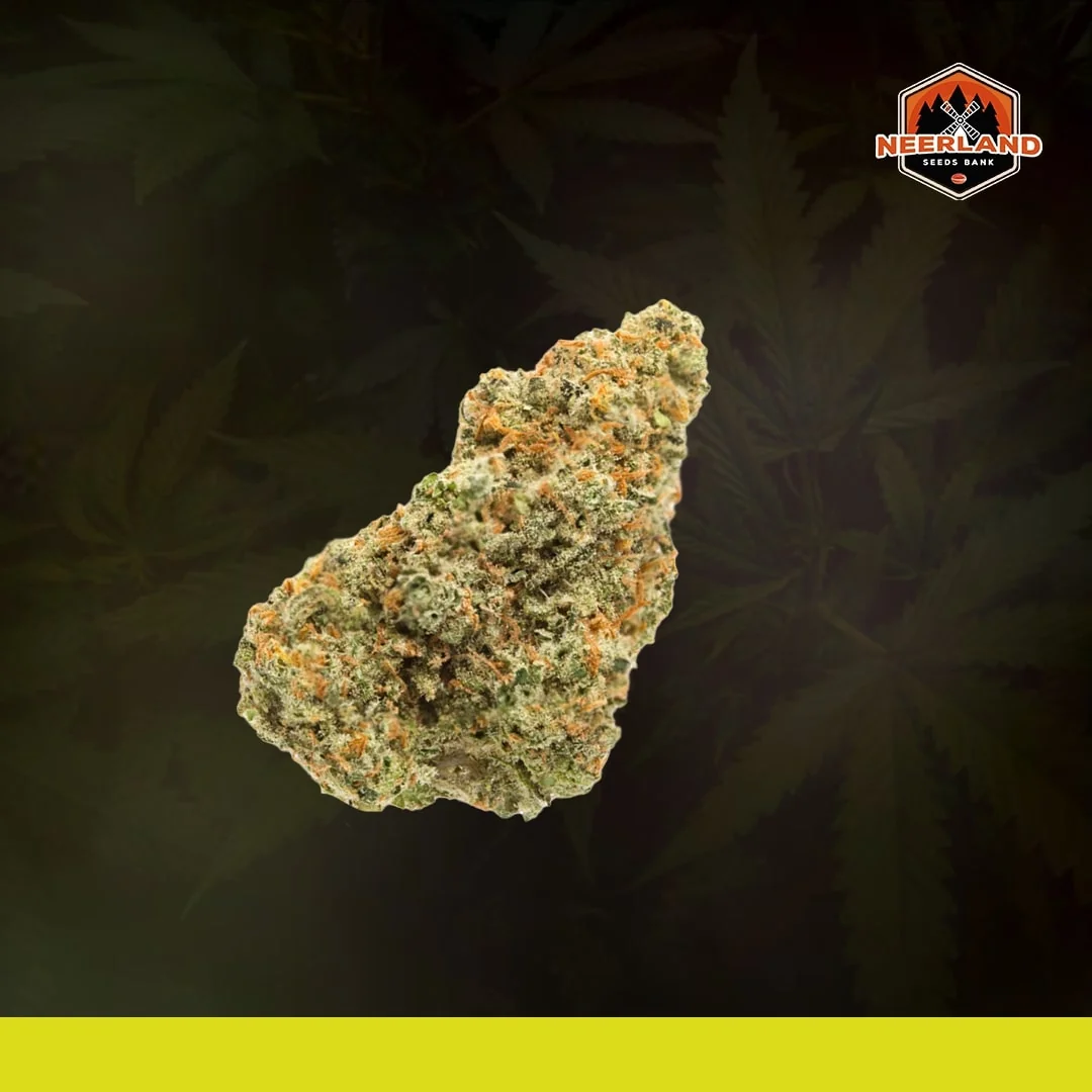 Jack Herer