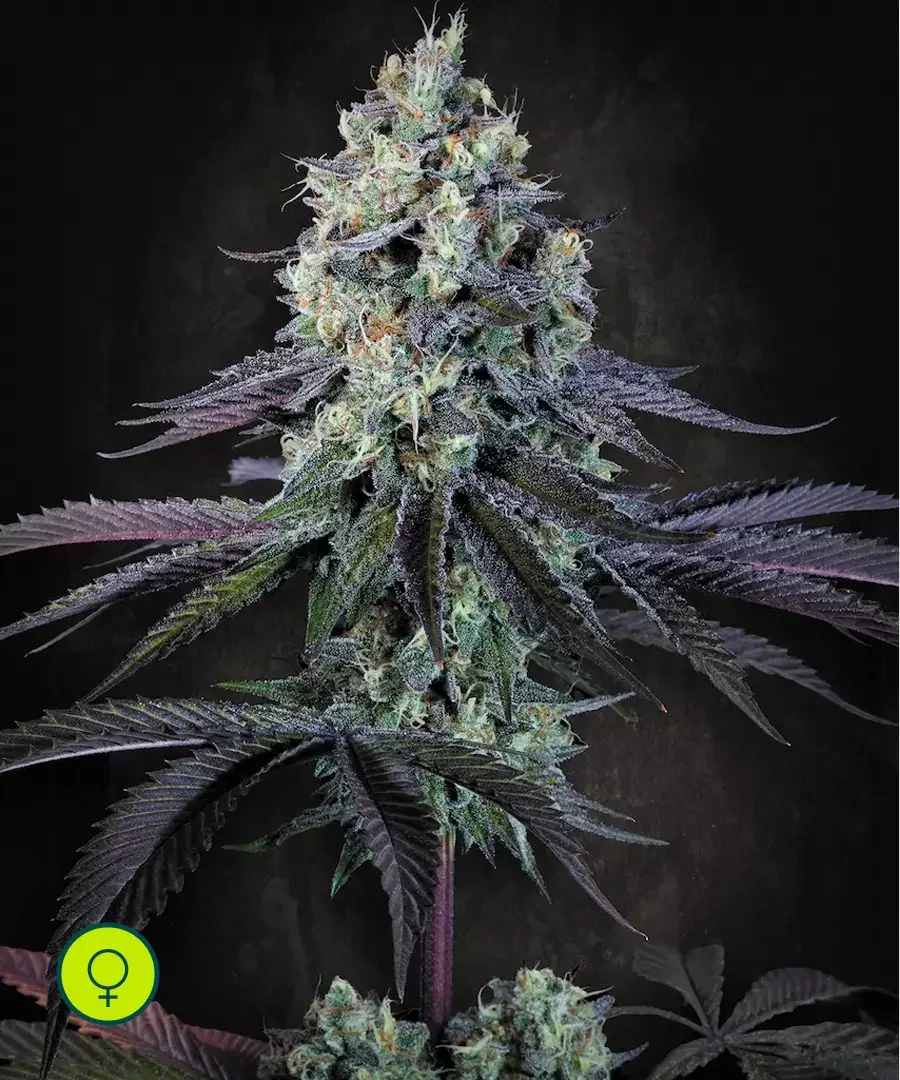 Purple Mints