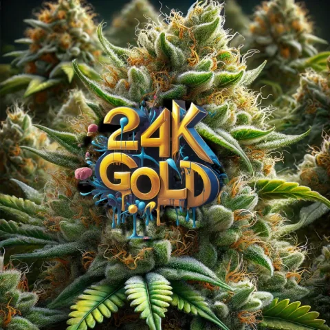 K Gold 2