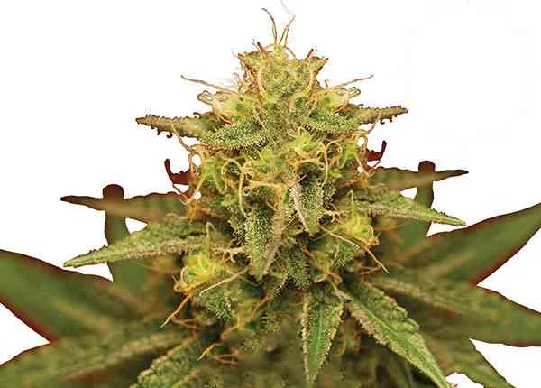 Royal Domina