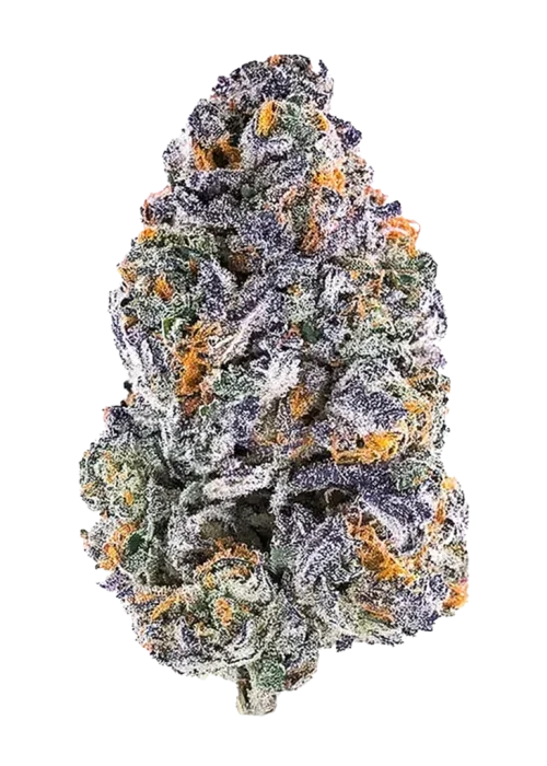 Bob87 Purple City Genetics