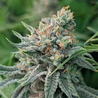 Strawberry Banana 4