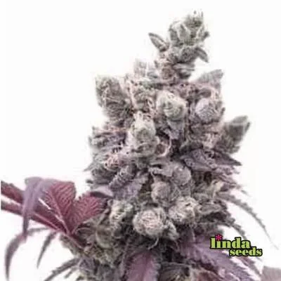 Gelato 33 2