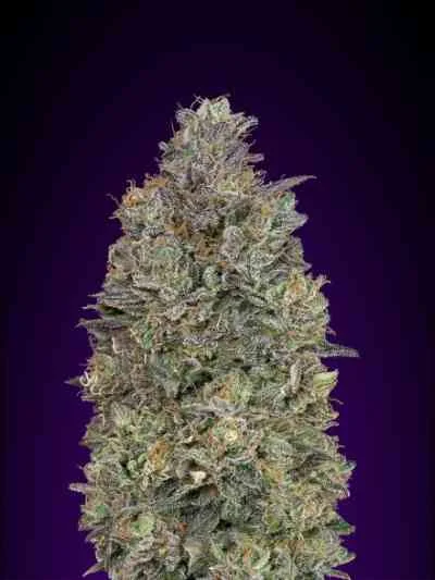 Critical Purple Kush