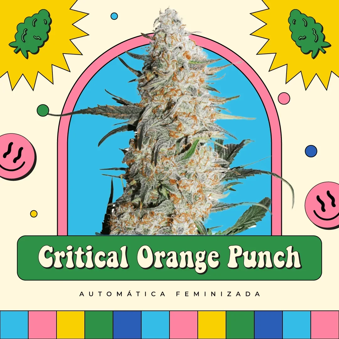 Critical Orange Punch