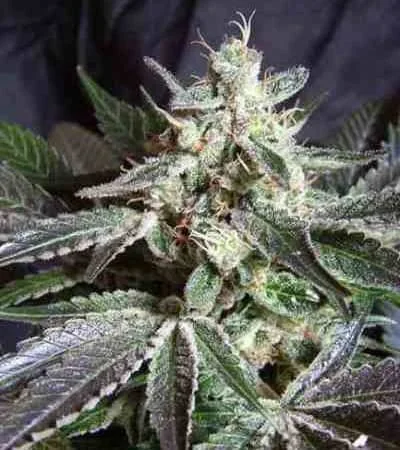 Black Jack 2