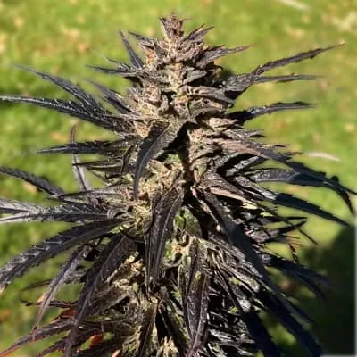 Grape Ape