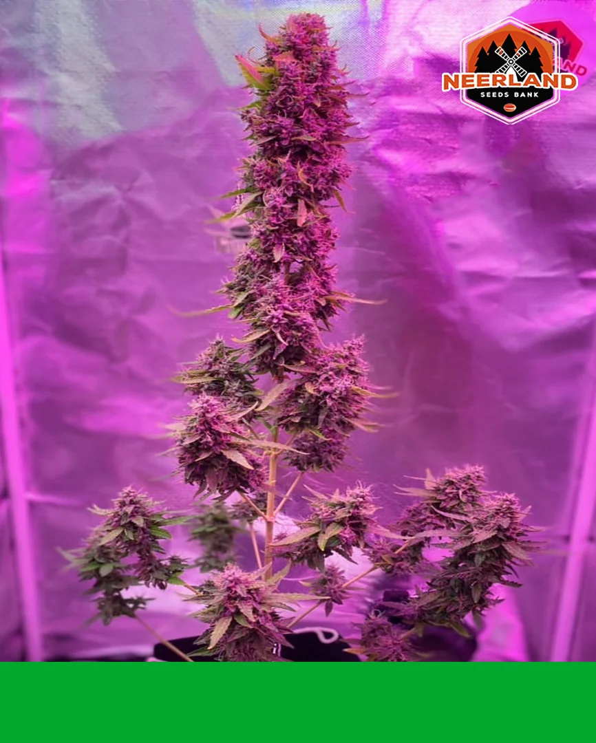 London Cheese Kush 2