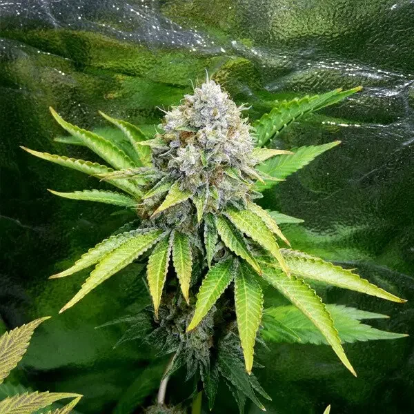 Barbara Kush Latitudsurseeds