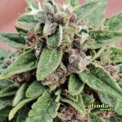 Gelato Glue