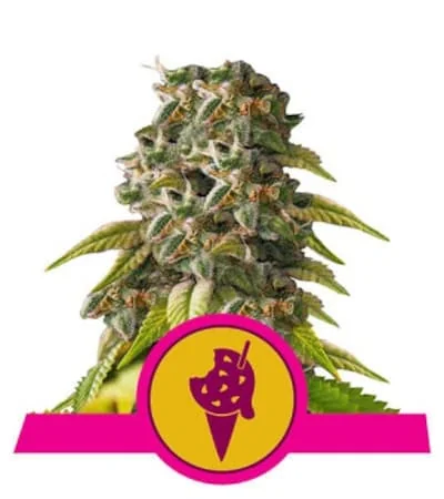 Cookies Gelato