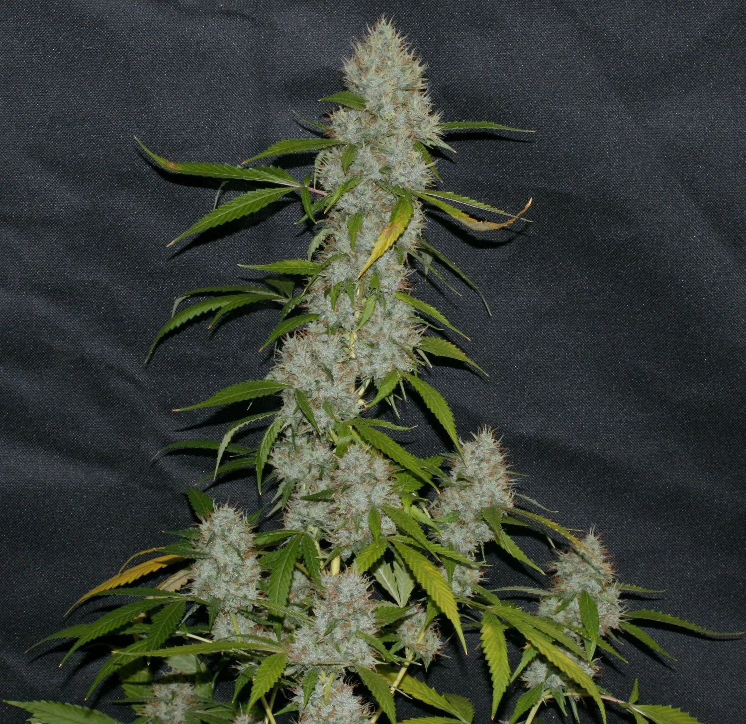 Orange Larry Latitudsurseeds