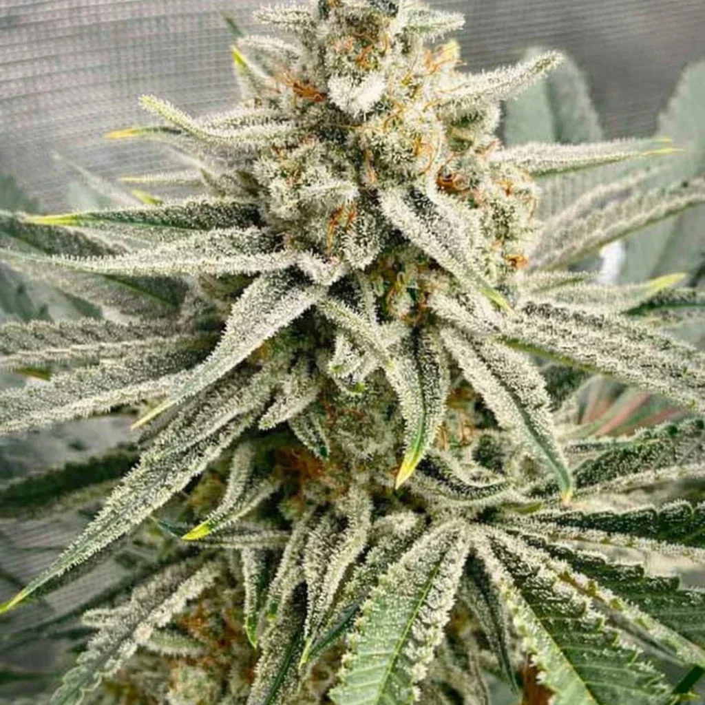 Grape Fuel