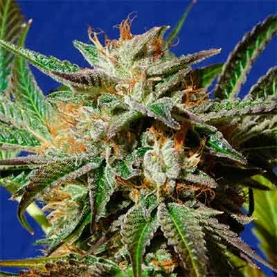 Gorilla Cookies 3