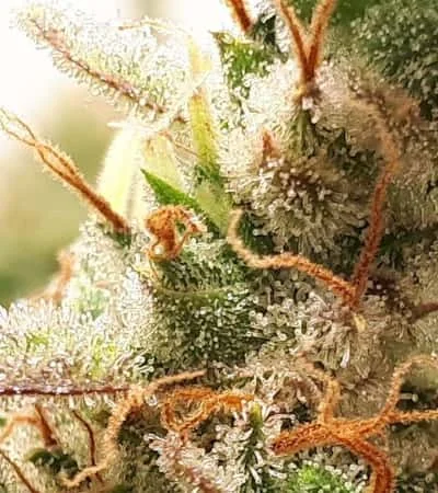 Critical Orange Punch 3