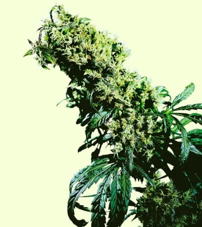 Northern Lights Haze