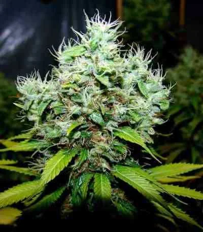 Nyc Diesel 5
