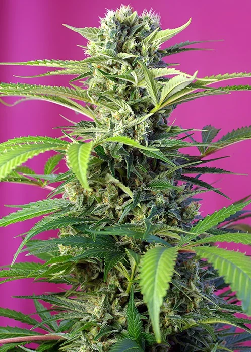 Sweet Chem Beyond Diesel C B D 2