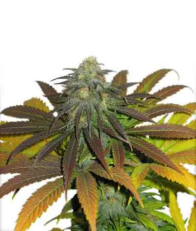 Californian Orange