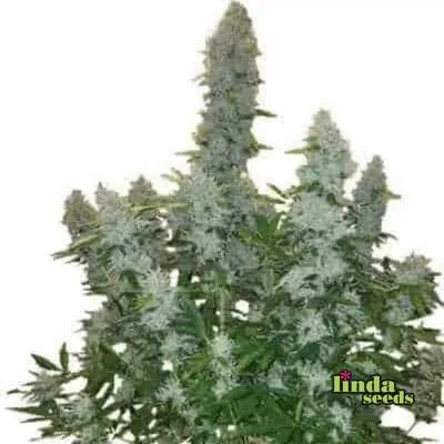 Gorilla Glue 4 3