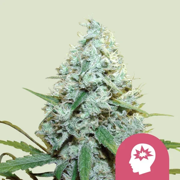 Amg Amnesia Mac Ganja
