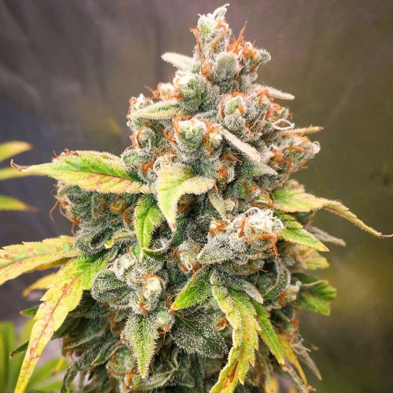 Sour Tangie Dawg 3