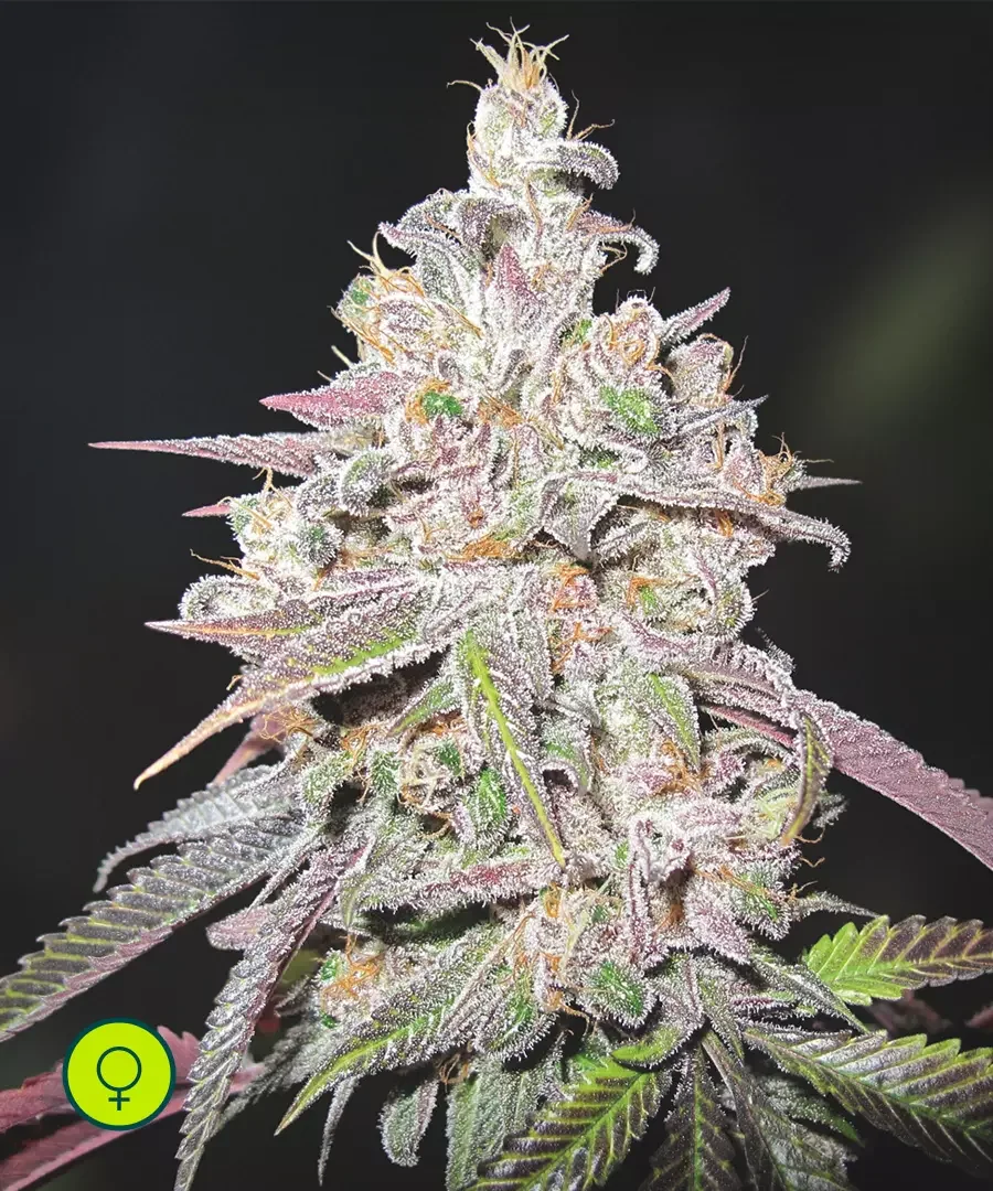 Mendoccino Chanel Kush