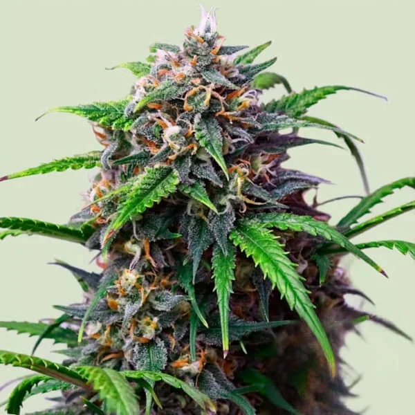 Purple Lemonade 2