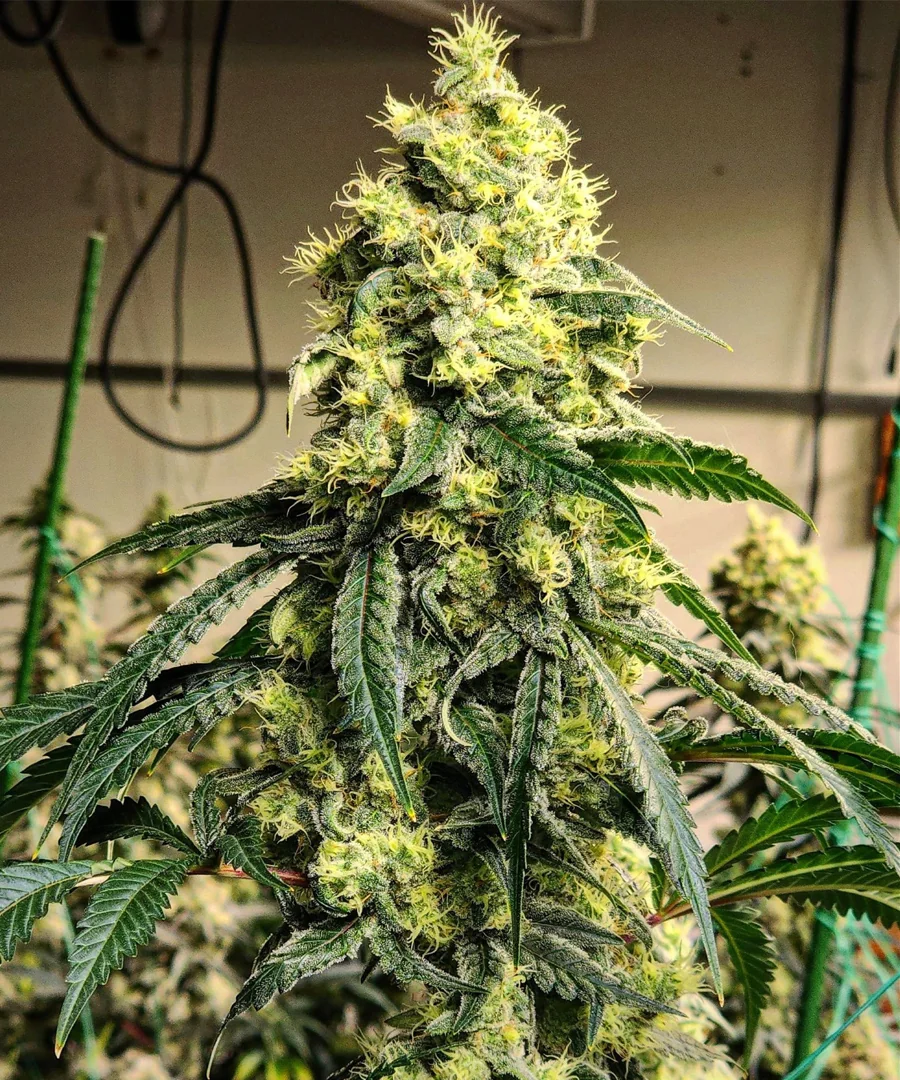 Sour G R1 2